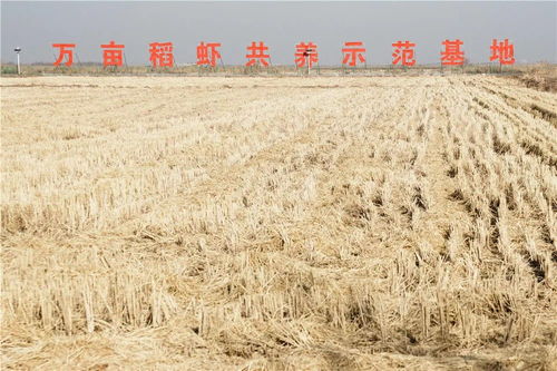 从 农业荒漠 到 生态粮仓 渤海之滨盐碱地变身记