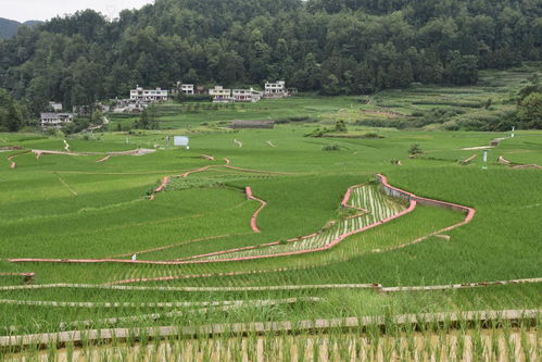 贵州 特色生态农业助力乡村振兴迈向 绿富美
