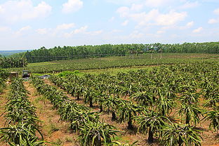 儋州东成镇着力调整产业结构 发展生态循环农业