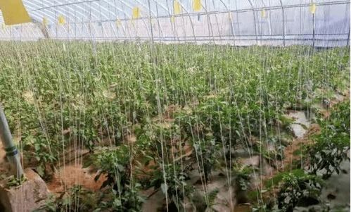 发展沙漠瓜菜产业 生态农业强劲有力
