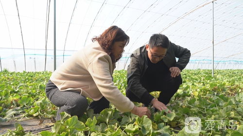 青岛莱西 发展高效生态农业 打造乡村振兴产业 引擎