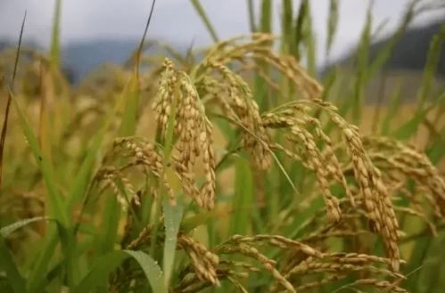 浙科 奔跑 教师篇 科技特派员冯元新 在青田种出国际金奖稻鱼米