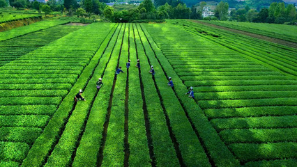 重庆皇茗苑农业综合开发