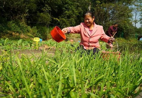 国家财政部等六部委要大力推进生态扶贫,农村贫困户又有钱领了