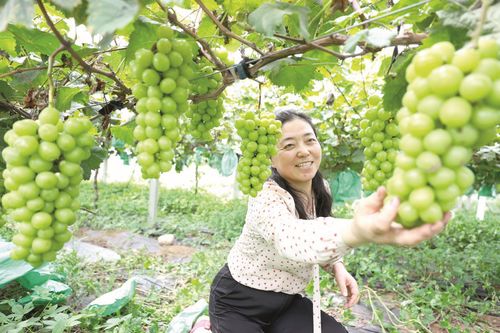 百位人大代表话小康丨李叶红 石头缝里开出奔富路